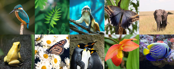 There are more than 1,500,000 highly designed species